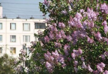 Attrazioni turistiche della capitale: Lilac Garden a Mosca