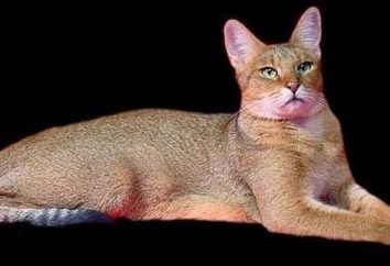 Jungle Cat – un depredador en su hogar