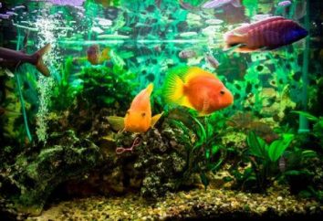 Difficile aquarium de choix – conseils pour les débutants
