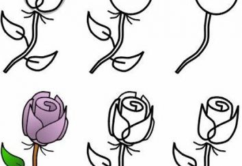 Wie man einen Strauß Rosen Bleistift und Aquarell zeichnen