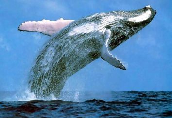 Die größte Tier Planeten: Blauwal