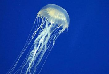 Cosa fare se punto da una medusa: pronto soccorso, farmaci, rimedi popolari