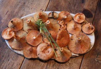 Jak gotować grzyby? Porady na temat słodkich grzybów redheads tak, że są delikatne i smaczne