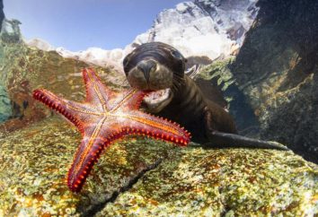 Underwater World: 25 foto emozionanti