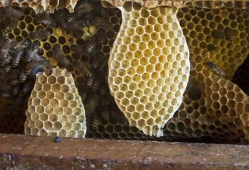 O dom generoso da natureza – mel no pente. O produto útil é de abelha?