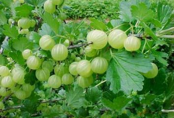 uva spina zucchero bielorussi, in particolare le varietà, l'allevamento, la cura