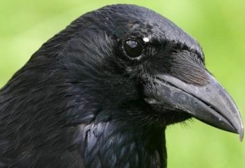 Uccello nero con un becco nero. L'uccello nero con un grande becco