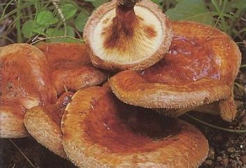 Svinuha funghi – commestibili o velenosi?