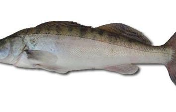 Come per la cattura di pesce persico? La pesca di walleye Tips