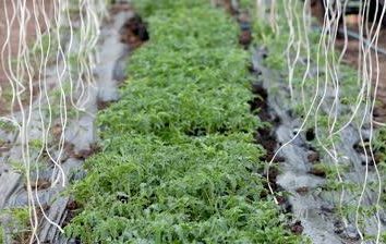 Pomodori in serra, irrigazione individuale