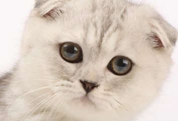 chat écossais: sous-espèce, les normes, le caractère et les soins
