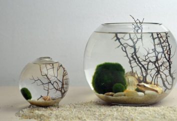 Fishbowl – in particolare la cura e la manutenzione dei pesci