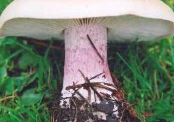 Sinenozhka – grzyb jadalny. Opis, zdjęcia sinenozhek