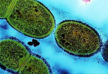 Streptococcus – quel est-il? types de streptocoque