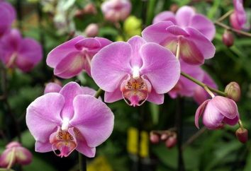 O que fazer quando se desvanece orquídea, como para cuidar dela durante este período?