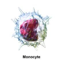Monocitos: normal en la sangre de mujeres y niños