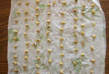 Piantare i semi in carta igienica. Condizioni di germinazione