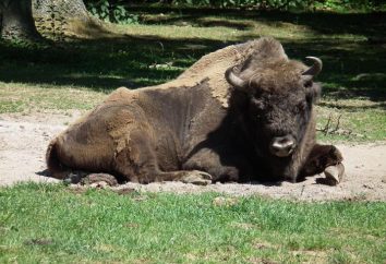 O bisonte alimentado? Bialowieza bison: fotos, descrição