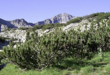 Pine Mountain (Mugo). Mugo Mugus (forma nana): foto, semina e la cura