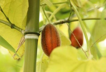Tladianta (pepino rojo): caracterización, descripción y comentarios