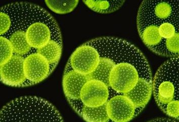 plantes unicellulaires: exemples et caractéristiques