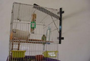 Zwierzęta: papużka falista – konserwacja i pielęgnacja