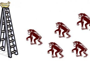 5 scimmie e scale: Come un istinto gregario