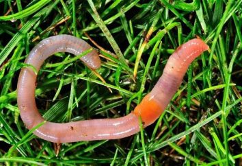 Worms deszcz – cennym źródłem nawozu