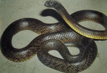 Las serpientes venenosas
