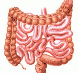 Come fare intestinale ecografia? Fa intestinale ultrasuoni?