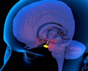 Struttura e funzione della ghiandola pituitaria