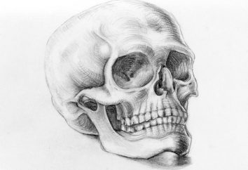 Jak narysować czaszkę, zachowując proporcje?
