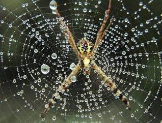 Quanti occhi ha un ragno, e quali tipi di ragni ci sono?