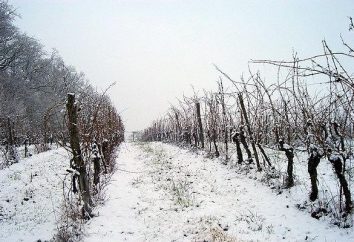 Kiedy i jak schronienie w zimie winogron?