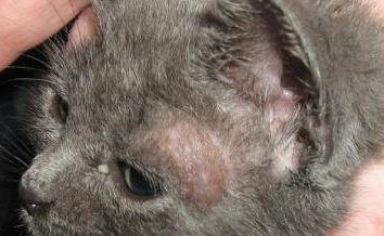 Doenças animais micose em gatos