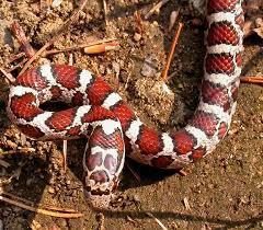 Serpiente lechera – increíble belleza
