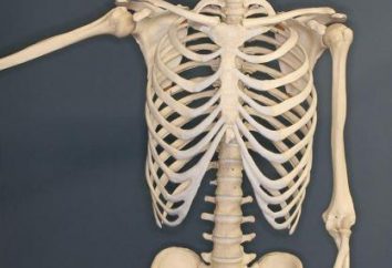 Lo forman los huesos del tórax? Huesos del pecho humano