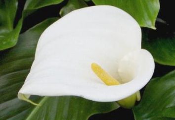Calla (kwiat). wartość bieżąca