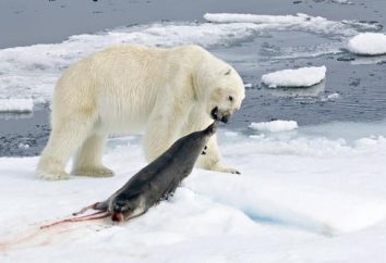Die Eisbären essen? Eisbären Essen Pinguine?