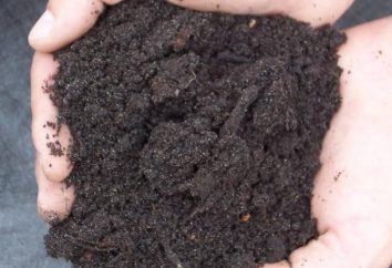 Peat come fertilizzante per il tuo sito