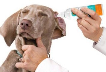 Che gocce per le orecchie per i cani vengono utilizzati per otite media e altre malattie