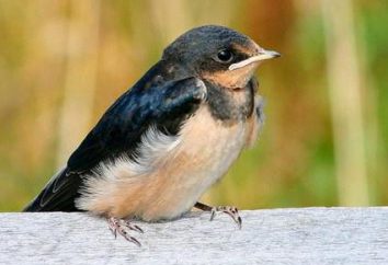 Swallow, tragos familia de aves de corral: Descripción