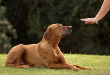 Cómo enseñar a su equipo "Die!" dog: métodos y orientaciones prácticas