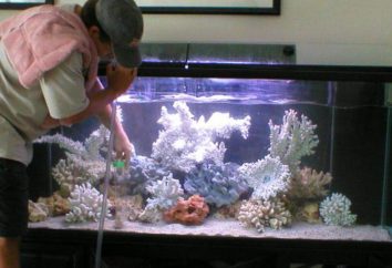 Magnetische Schaber Aquarium – was der Liebhaber von Fisch sein sollte