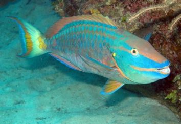 Aquarium parrotfish