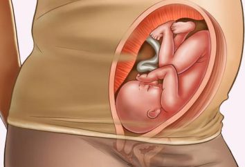 30 settimane – è come molti mesi? 30 settimana: lo sviluppo del feto