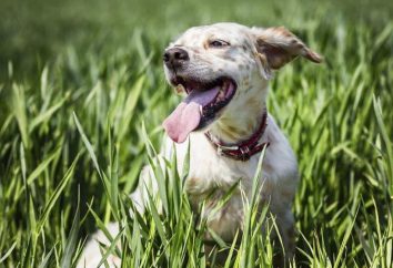Pies oddycha często otwartym ustach możliwych przyczyn i charakterystykę obróbki