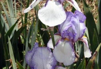 Iris barbudos: cuando se trasplantan. El cultivo de plantas