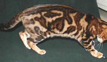 Marmorierte Katze: erstaunliche Farbe Haustier