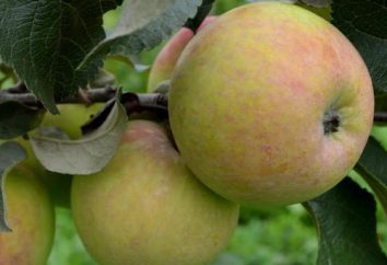 Der Apfel März: Beschreibung, Ertrag, Bewertungen